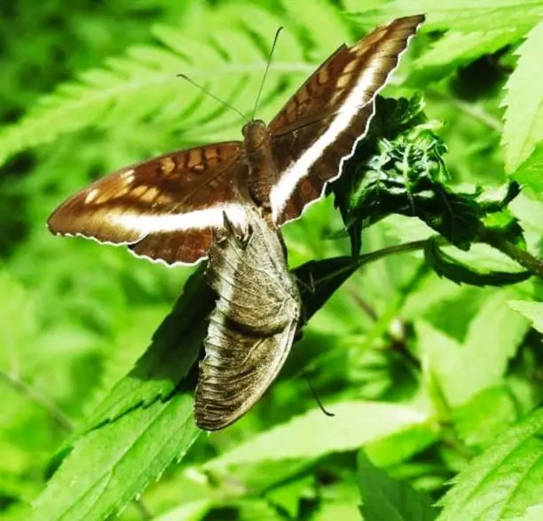 a pair of butterflies looking for flower essence.