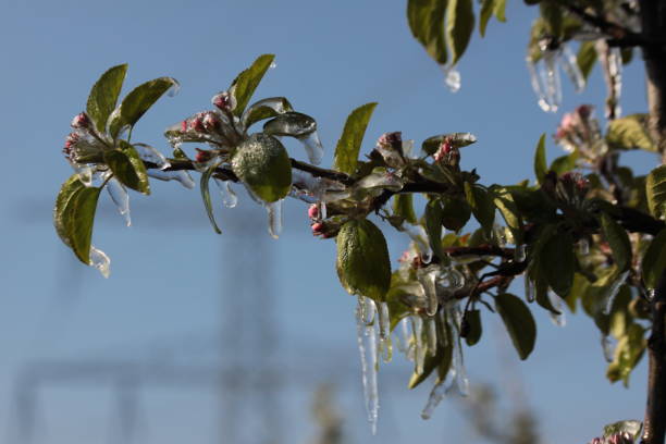 istock With an ice layer prevent the fruit blossom from freezing. 1196716828