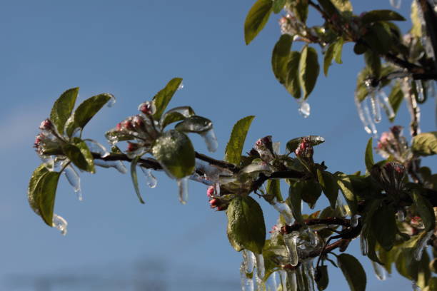 istock With an ice layer prevent the fruit blossom from freezing. 1196716856