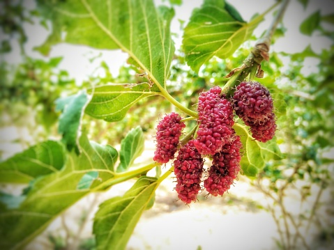 Red mulberry fruit on the tree in the garden.
