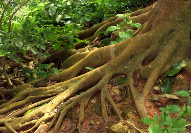 istock Overgrown roots on the jungle floor in Thailand 1196716894