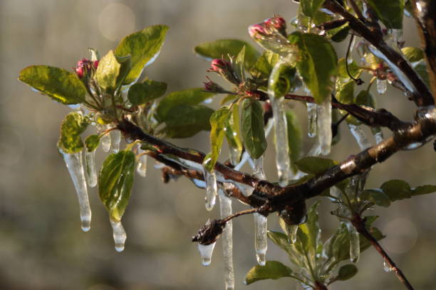 istock With an ice layer prevent the fruit blossom from freezing. 1196716912