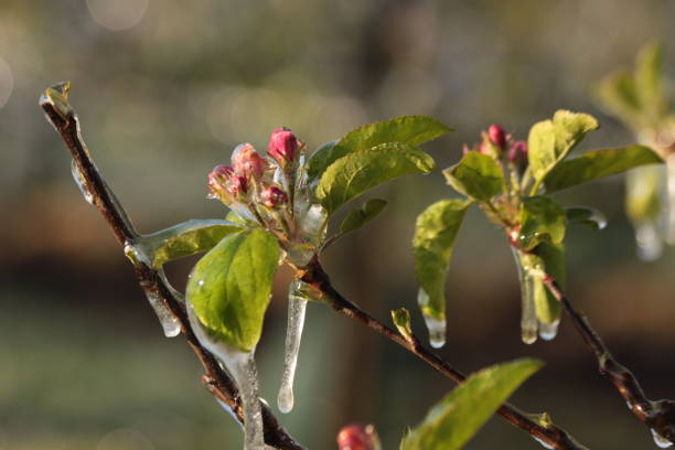 istock With an ice layer prevent the fruit blossom from freezing. 1196716925