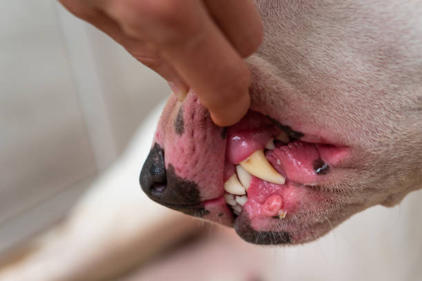 Dental check of teeth of white bull terrier Dental check of teeth white bull terrier animal lips photos stock pictures, royalty-free photos & images