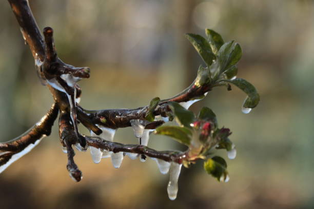 istock With an ice layer prevent the fruit blossom from freezing. 1196716944