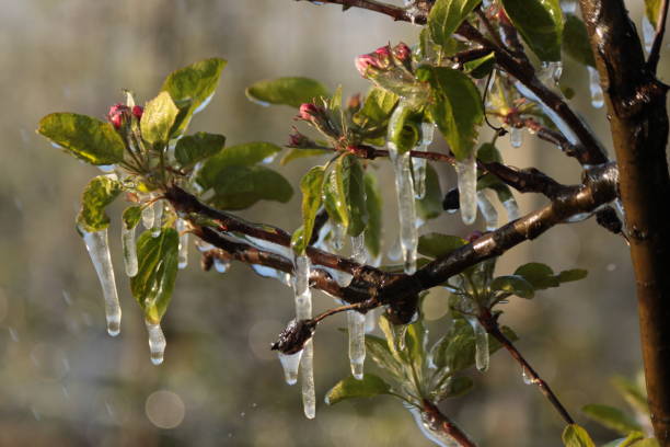 氷の層を使用すると、果実の花が凍結するのを防ぎます。 - flower tree spring apple blossom ストックフォトと画像