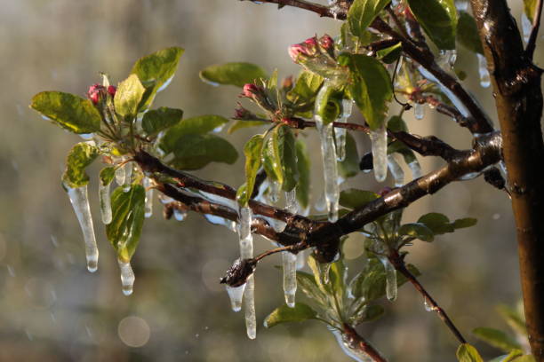 with an ice layer prevent the fruit blossom from freezing. - agriculture beauty in nature flower blossom imagens e fotografias de stock