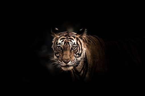 Black Tiger Pictures | Download Free Images on Unsplash