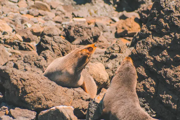 Photo of Fur seals at Cape Palliser, North Island, New Zealand