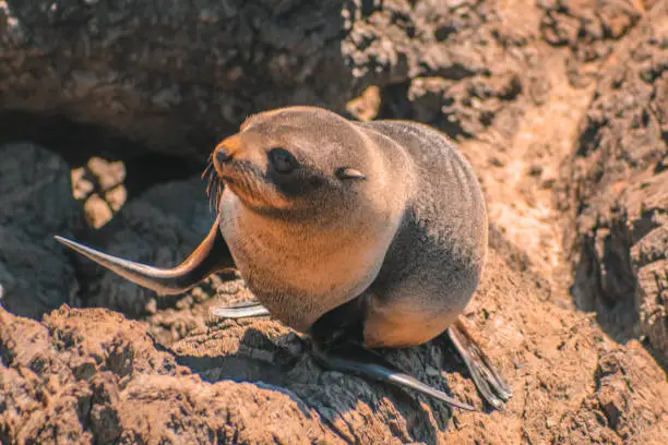 Photo of Fur seals at Cape Palliser, North Island, New Zealand