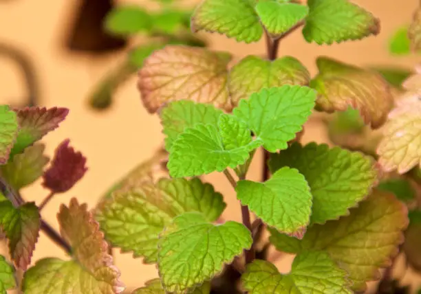 Close up view of young catnip plants growing outdoors, member of the mint family with medicinal qualities.