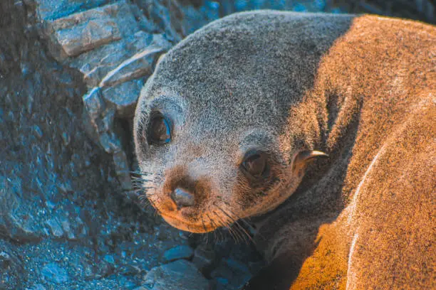 Photo of Fur seals at Cape Palliser, North Island, New Zealand