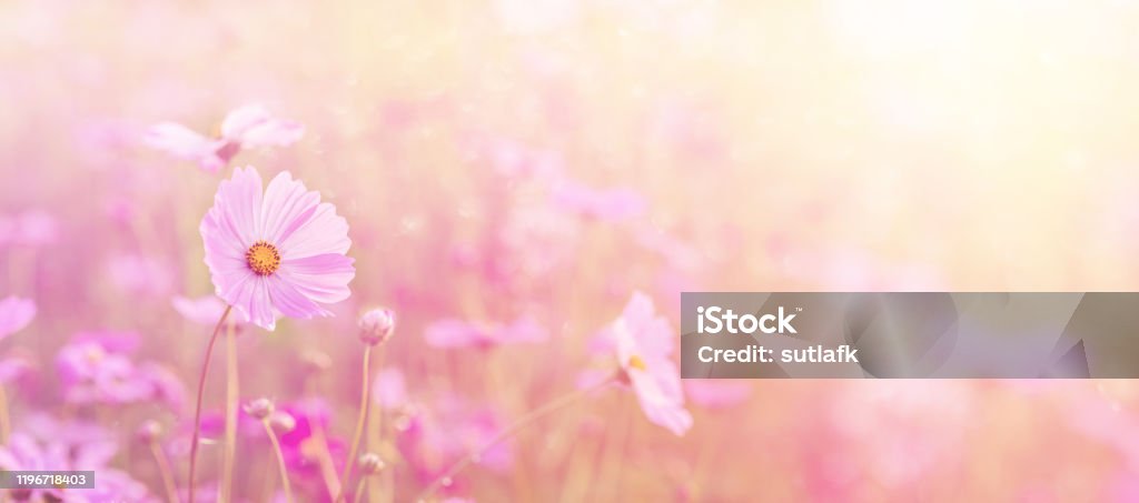 Phong Cảnh Thiên Nhiên Nền Và Cánh Đồng Hoa Vũ Trụ Màu Hồng Và Đỏ Tuyệt Đẹp  Hình ảnh Sẵn có - Tải xuống Hình ảnh Ngay bây giờ - iStock