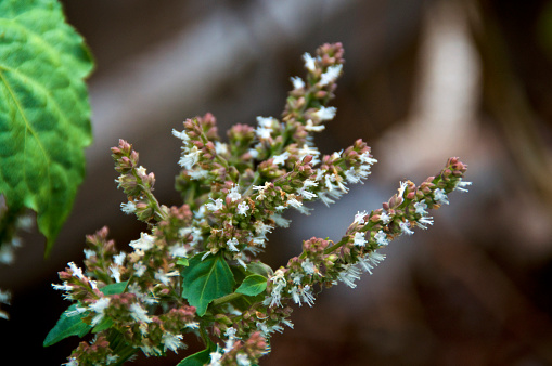 View of delicate small red and white flower tops of blooming patchouli plant.