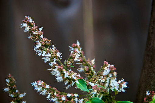 View of small red and white flower tops of blooming patchouli plant with copy space.