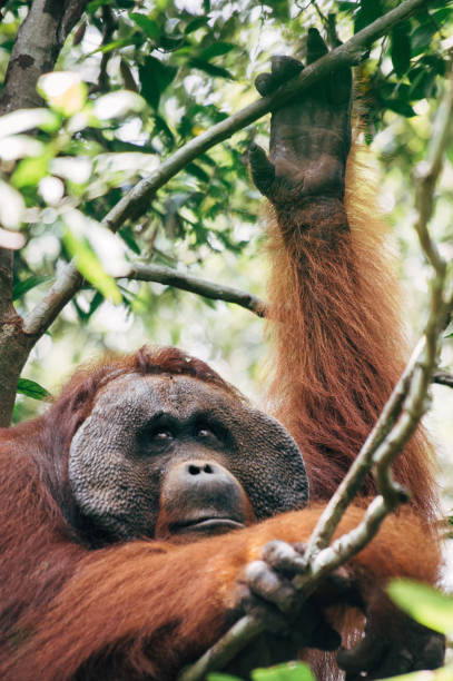 Borneo wildlife and jungle stock photo