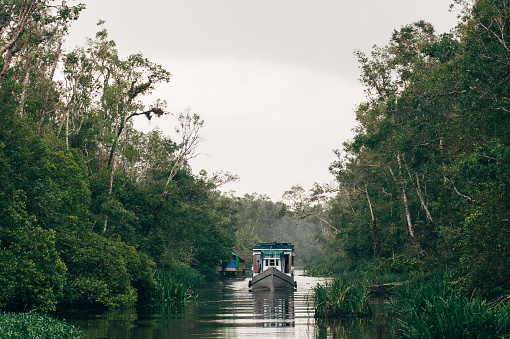 Borneo wildlife and jungle in the Tanjung Puting national park. The national park is located in the Southern West part in the indonesian part of Borneo. This part was unfortunately also damaged in a fire in 2019.