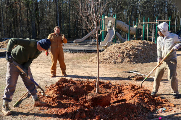 Volunteers plant trees for 2019 MLK Day of Service in Winterville, Georgia. stock photo