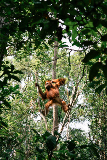 Borneo wildlife and jungle stock photo