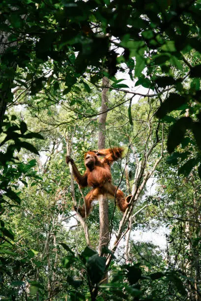 Borneo wildlife and jungle in the Tanjung Puting national park. The national park is located in the Southern West part in the indonesian part of Borneo. This part was unfortunately also damaged in a fire in 2019.