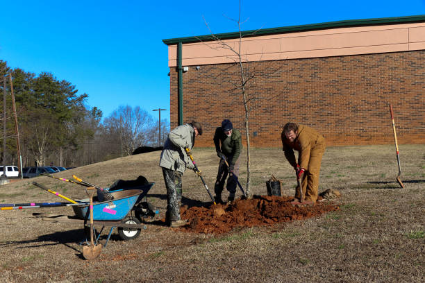 Three men plant trees during the 2019 MLK Day of Service in Winterville, Georgia. Winterville, Georgia - January 21, 2019: Three men work together planting trees during the MLK Day of Service at the Winterville Elementary School. martin luther king jr day stock pictures, royalty-free photos & images