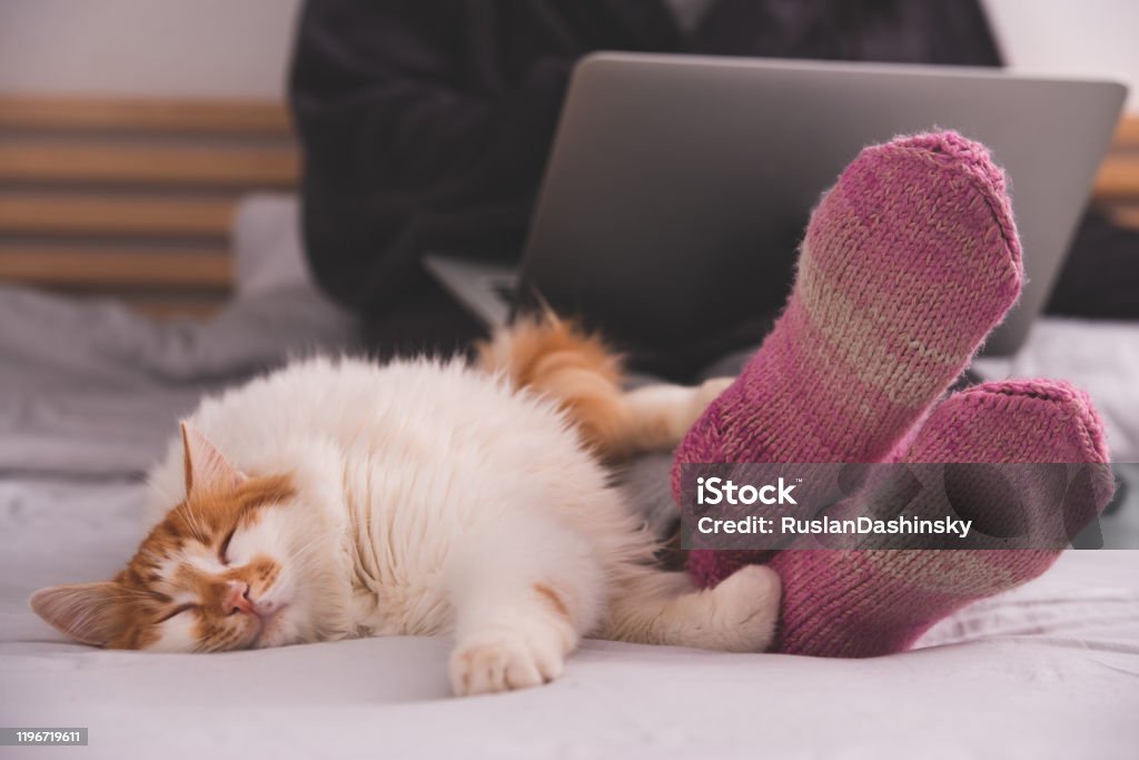Lazy cat lying in a woman's feet. Cozy winter at home concept. Close up image of Lazy cat lying on the bed in a woman's feet. The unrecognizable woman wearing pink, purple warm knitted socks, working on the laptop. Cozy winter at home concept. Domestic Cat Stock Photo