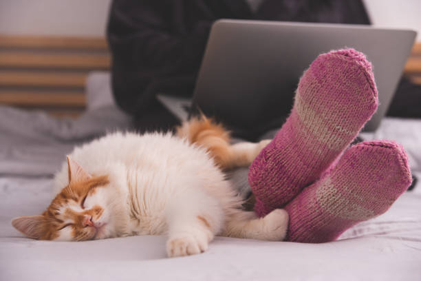 Lazy cat lying in a woman's feet. Cozy winter at home concept. Close up image of Lazy cat lying on the bed in a woman's feet. The unrecognizable woman wearing pink, purple warm knitted socks, working on the laptop. Cozy winter at home concept. legs crossed at ankle stock pictures, royalty-free photos & images