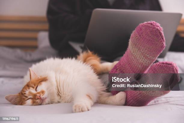 Lazy Cat Lying In A Womans Feet Cozy Winter At Home Concept Stock Photo - Download Image Now