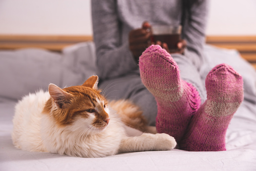 Close up image of the cat lying on the bed in a woman's feet. The unrecognizable woman wearing pink, purple warm knitted socks, drinking hot tea. Warm heat inside the bedroom. Cozy winter at home concept.