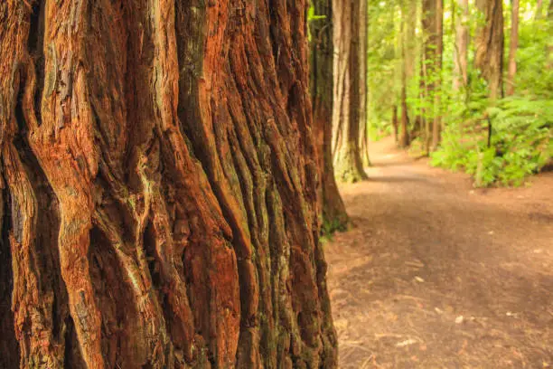 Photo of Redwoods at Whakarewarewa Forest in Rotorua, North Island, New Zealand