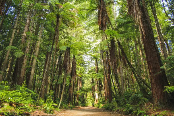 Photo of Redwoods at Whakarewarewa Forest in Rotorua, North Island, New Zealand