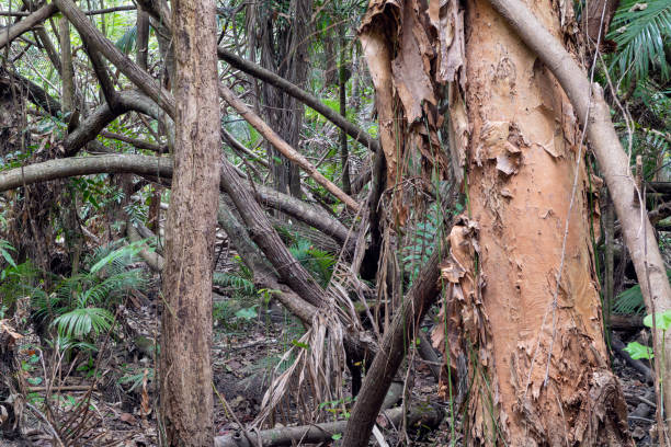 Patterns in the Bark of a Eucalyptus Tree