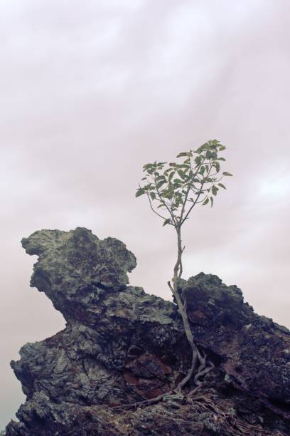 arbre solitaire poussant au sommet d'un rocher sur la plage de phuket, thaïlande, un jour sombre et nuageux. - beautiful tree day rock photos et images de collection