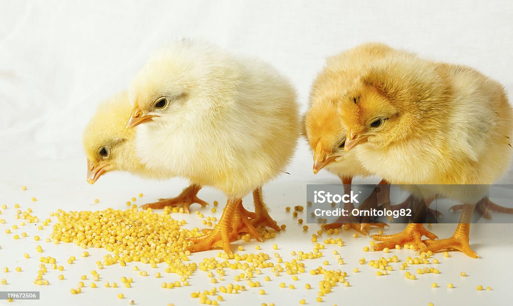 Las gallinas - Foto de stock de Alimentar libre de derechos