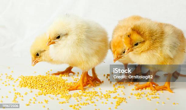 Las Gallinas Foto de stock y más banco de imágenes de Alimentar - Alimentar, Alimento, Amarillo - Color