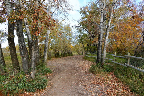 istock Park in autumn with trees in fall colors 1196725569