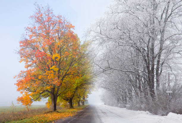 photo composite de deux images, automne se tournant vers le concept d'hiver. sur le feuillage coloré gauche sur l'arbre, les feuilles d'automne sous lui et sur la droite est le blizzard de neige et la route glacée. concept de temps. - nature landscape tree snowcapped photos et images de collection