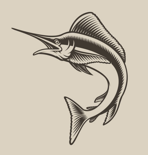 ilustrações de stock, clip art, desenhos animados e ícones de black and white illustration of sea marlin in the style - marlin sailfish nature saltwater fish