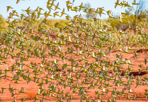 Large flock of Australian Budgerigars above the red earth.