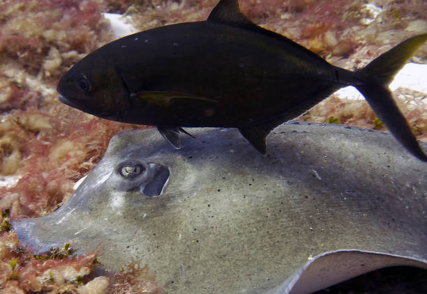 istock A Southern Stingray (Hypanus americanus) searching for food 1196728371