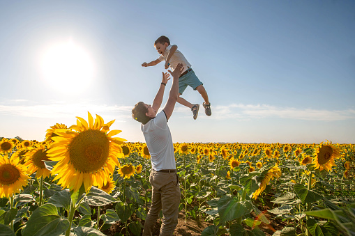 A brave father throws up his cute little son in a sunflower field.