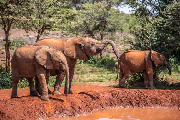 istock Three elephant calves at the muddy puddle 1196730317