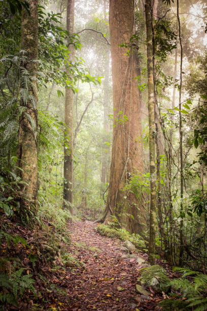misty rainforest pathway - rainforest redwood sequoia footpath fotografías e imágenes de stock