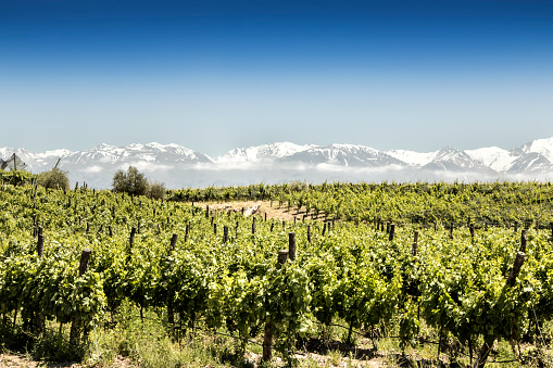 Beautiful South American vineyard in Tupungato, Mendoza, Argentina. photo