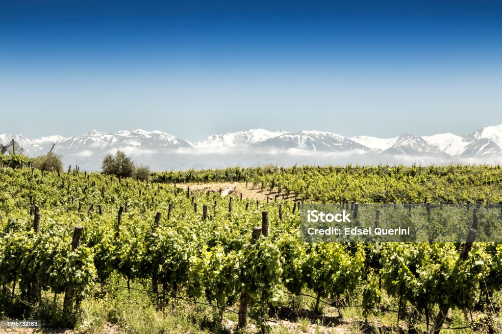 Beautiful South American vineyard in Tupungato, Mendoza, Argentina. South American vineyards of Malbec, Tupungato, Mendoza, Argentina. Argentina Stock Photo