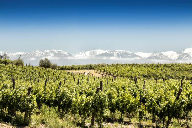 Beautiful South American vineyard in Tupungato, Mendoza, Argentina. stock photo