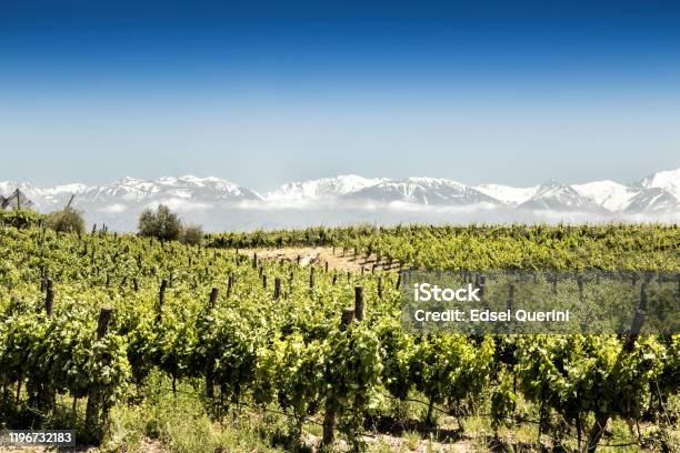 Beautiful South American Vineyard In Tupungato Mendoza Argentina Stock Photo - Download Image Now