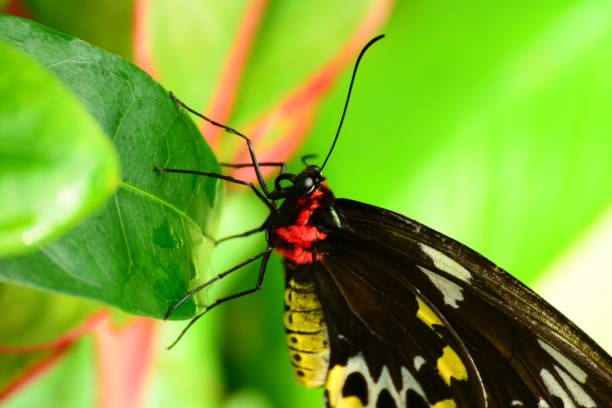istock Butterflies in the Florida Keys 1196733818