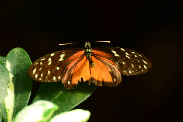 istock Butterflies in the Florida Keys 1196733828