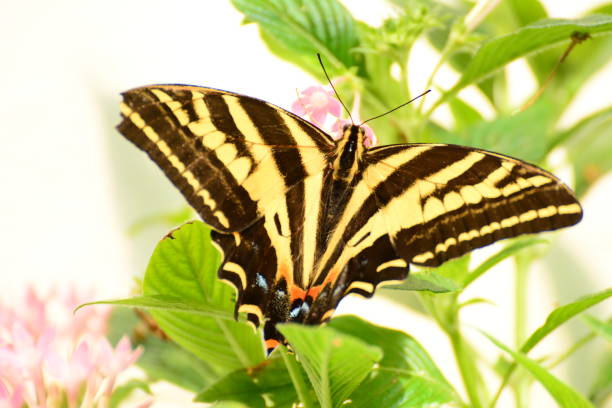 istock Butterflies in the Florida Keys 1196733871